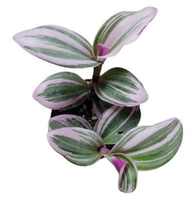 2" Tradescantia Nanouk